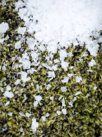 Icelandic Flaky Sea Salt by Saltverk